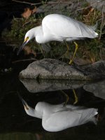 Egret5.jpg