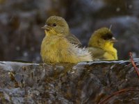 Goldfinch3.jpg
