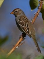 Sparrow4.jpg