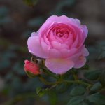 Rose.jpg