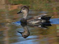 Duck2.jpg