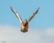 MallardFlight-23.jpg
