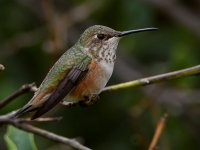Hummer2.jpg