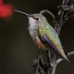 Hummer9.jpg