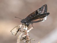 Duskywing.jpg