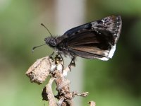 Duskywing2.jpg