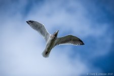 _DSC4921 low res.jpg