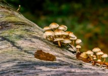 Fungi.jpg