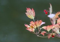 Autumn Coloursb.jpg