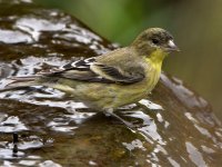 Goldfinch.jpg
