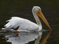 Pelican.jpg