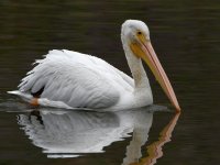 Pelican2.jpg