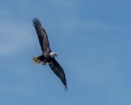 Bald Eagle on The Hunt-1.jpg