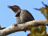 Flicker3.jpg