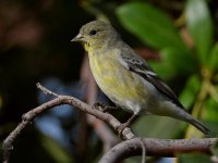 Goldfinch3.jpg