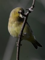 Goldfinch5.jpg