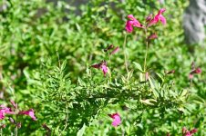 Z50_0013_L_cr.jpg