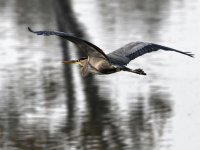 BlueHeron.jpg