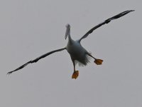 Pelican4.jpg