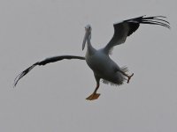 Pelican5.jpg