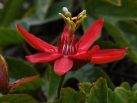 Passiflora3.jpg