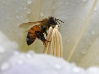 Bee2.jpg
