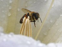 Bee3.jpg