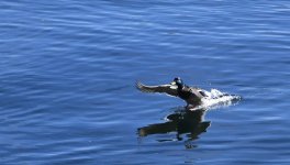 Duck. Water Landing.jpg