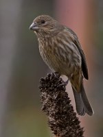 Finch2.jpg
