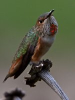 Hummer17.jpg
