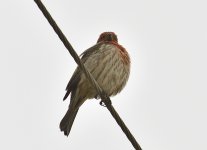 _ROY0297.jpg