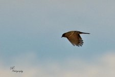 11-02-21-CR-_D502695_2021-11-02_16-38  -ON1.jpg
