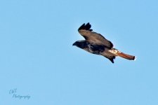11-03-21-CR-_D502713_2021-11-03_14-37  -ON1.jpg