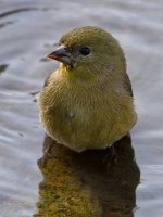 Finch4.jpg