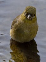Finch3.jpg
