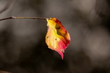 Leaf.jpg