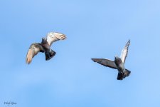 Pigeons-24.jpg
