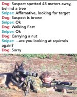 dog.jpg
