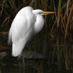 Egret4.jpg