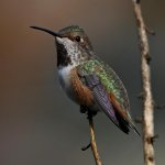 Hummer2.jpg