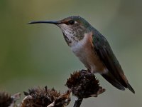 Hummer12.jpg
