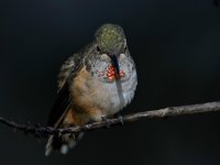 Hummer15.jpg