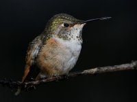 Hummer18.jpg