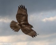 RD5_6475-Red Shouldered Hawk.jpg