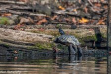 RD5_6498-Turtle.jpg