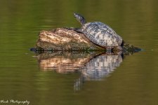 RD5_6561-Turtle.jpg