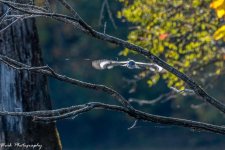 RD5_6522-Belted Kingfisher.jpg