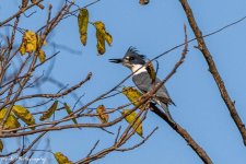 RD5_6515-Belted Kingfisher.jpg