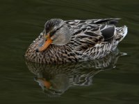 Mallard.jpg