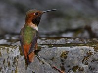 Hummer.jpg